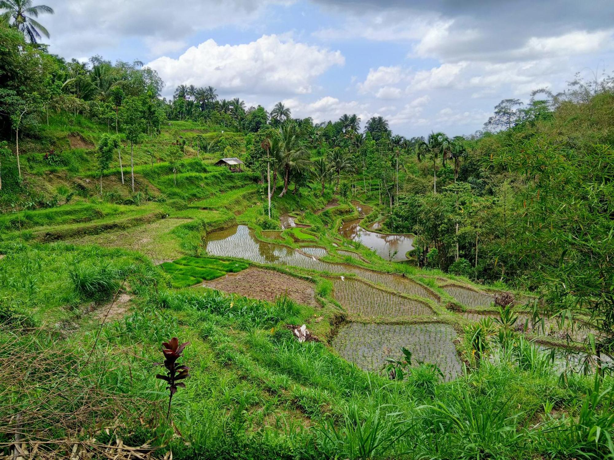 Linkgreen Homestay Lombok Tetebatu Szoba fotó